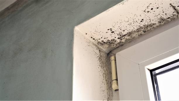 Best Residential Mold Inspection & Testing  in Veedersburg, IN