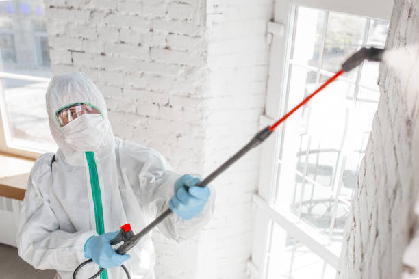 Best Black Mold Removal  in Veedersburg, IN