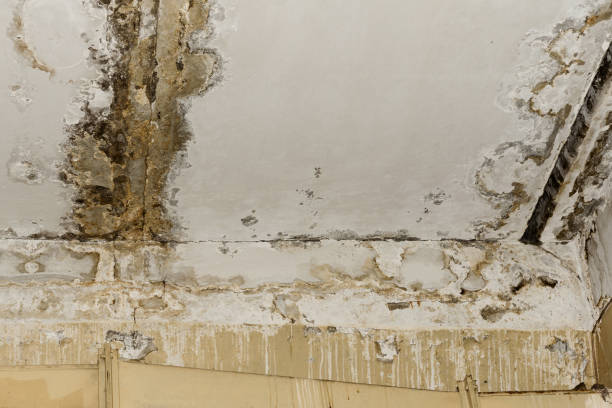 Best Dehumidification Services  in Veedersburg, IN