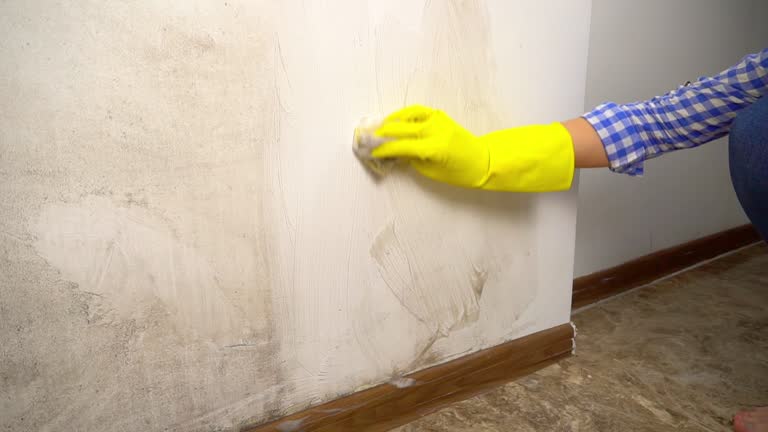 Professional Mold Removal in Veedersburg, IN