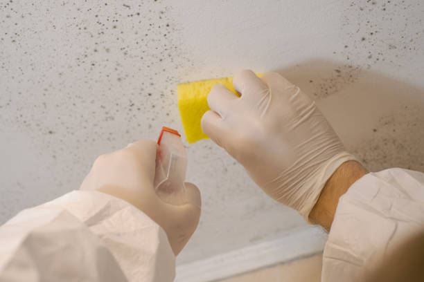 Best Post-Construction Mold Inspection  in Veedersburg, IN