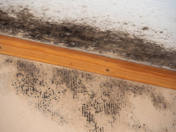 Best Emergency Mold Remediation  in Veedersburg, IN