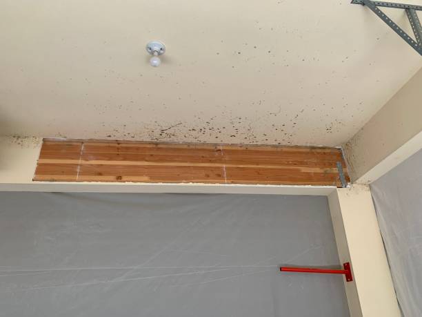 Best Mold Damage Restoration  in Veedersburg, IN