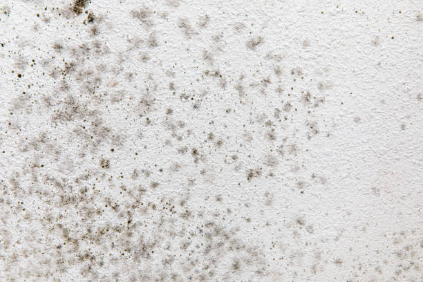 Best Mold Prevention Services  in Veedersburg, IN