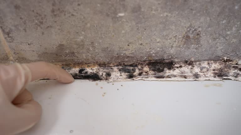 Best Forensic Mold Investigation  in Veedersburg, IN