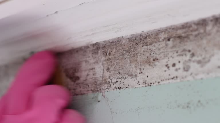Best Commercial Mold Inspection  in Veedersburg, IN